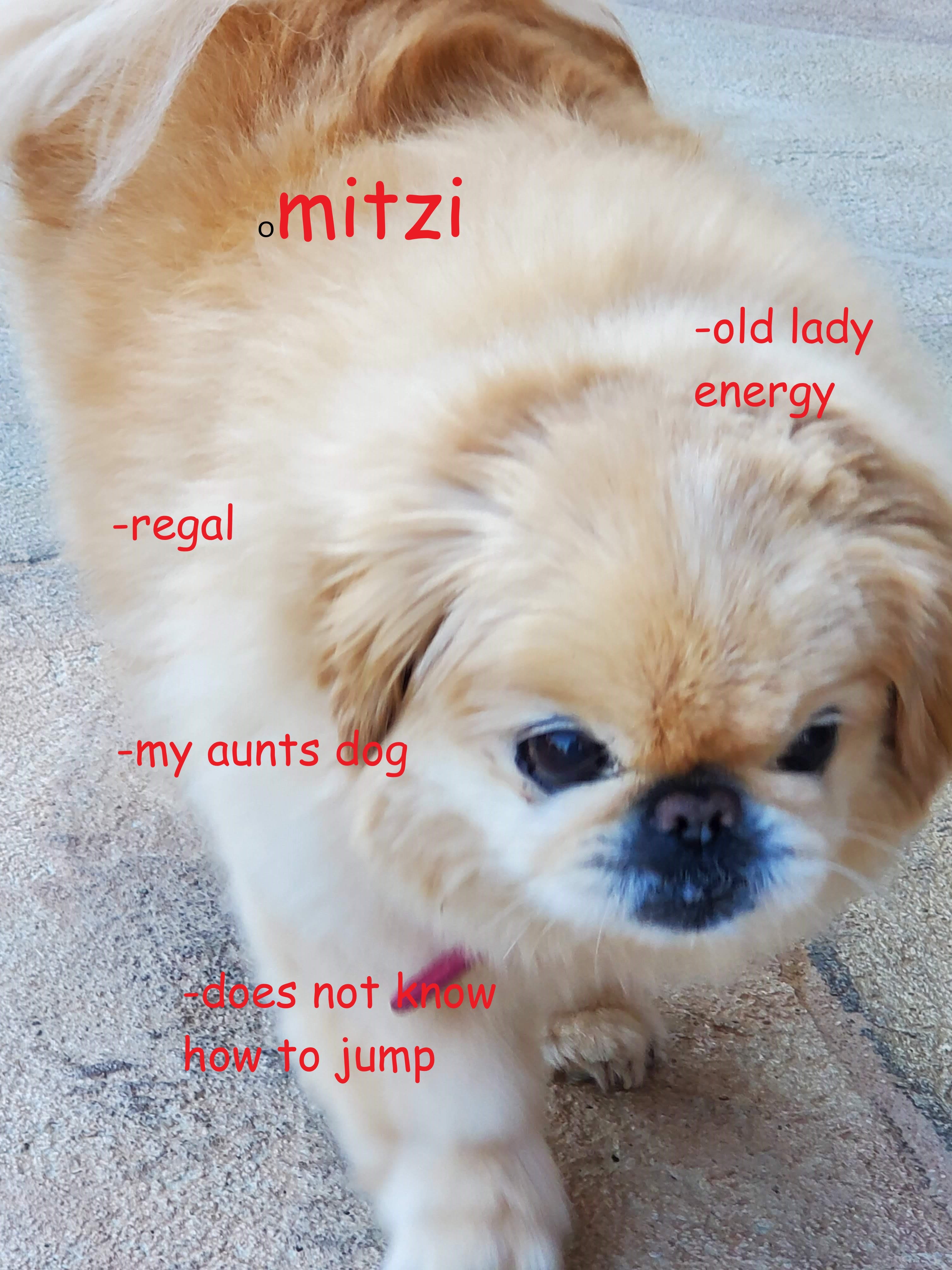introducing: Mitzi, the prettiest dog in TX
