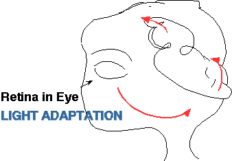 How does adaptation occur?