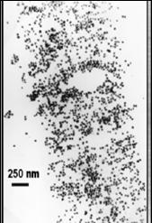 Carbon Nanotube Forest