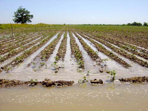 Agriculture along the Amau Darya River