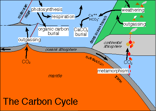 Cycle fossil fuels carbon 1D: Fossil
