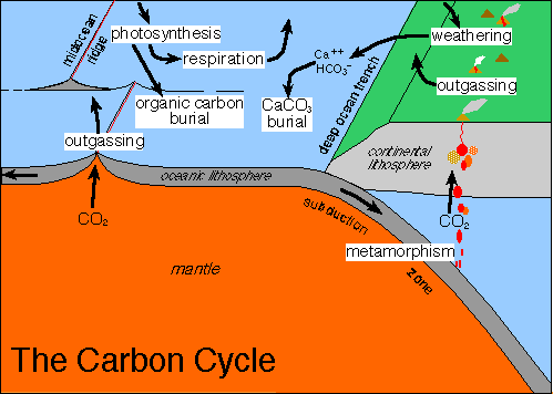 Cycle Of Carbon Nitrogen Oxygen And Hydrogen Carbon Cycle Nitrogen Cycle Carbon Sink