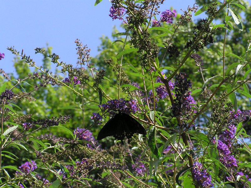 P9070140.JPG