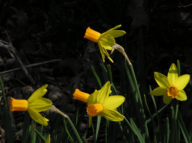 P4195735.JPG