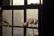 Picture_15