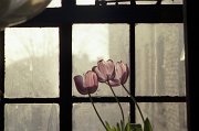 Picture_16