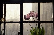 Picture_17