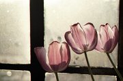 Picture_18