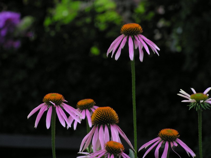 P7085598.JPG