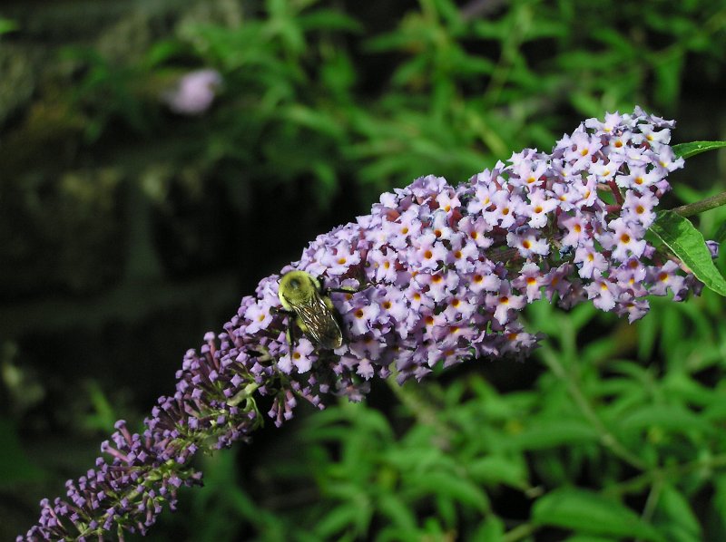 P7085653.JPG