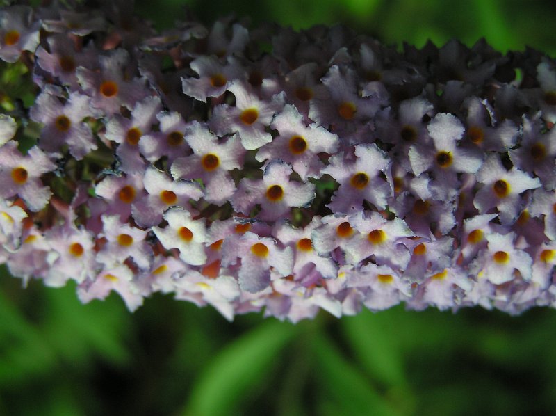 P7085654.JPG