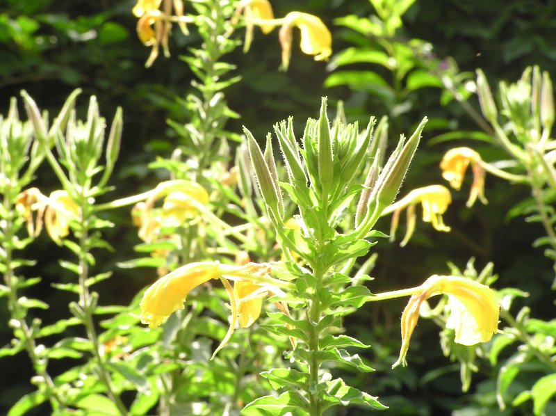 P7085670.JPG