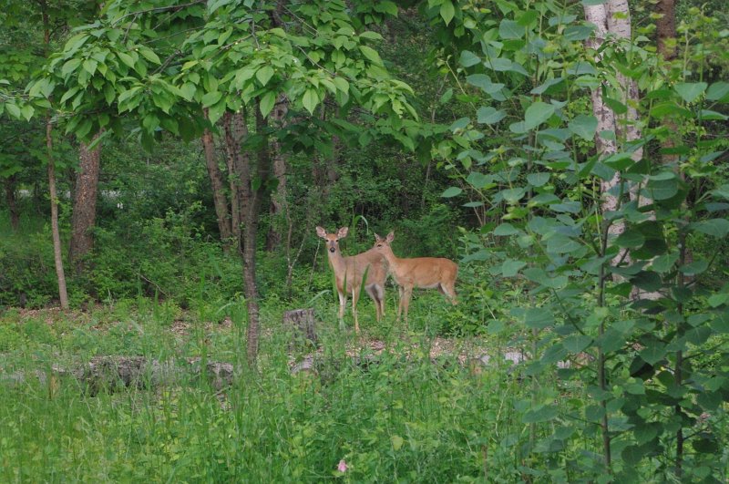 IMGP9766.JPG - Visitors
