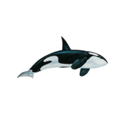 Go to the stop seaworld project site