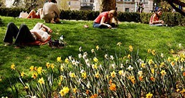 Students lay around daffodils