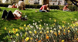 Students lay around daffodils