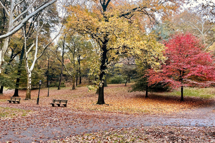 Five Uptown NYC Oases with Majestic Fall Foliage Views
