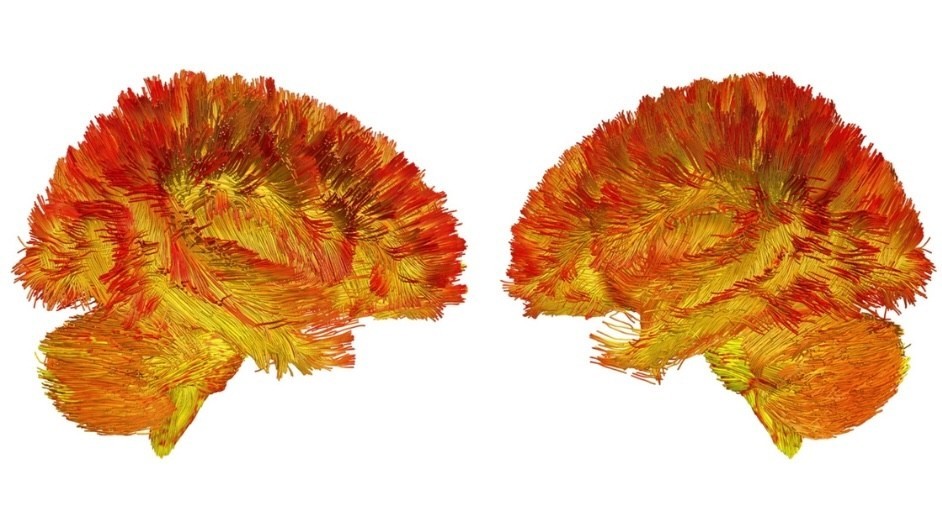 Columbia Researchers Have Created the First Atlas of the Brain’s Mitochondria