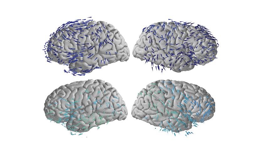 Brain Waves Travel in One Direction When Memories Are Made and the Opposite When Recalled