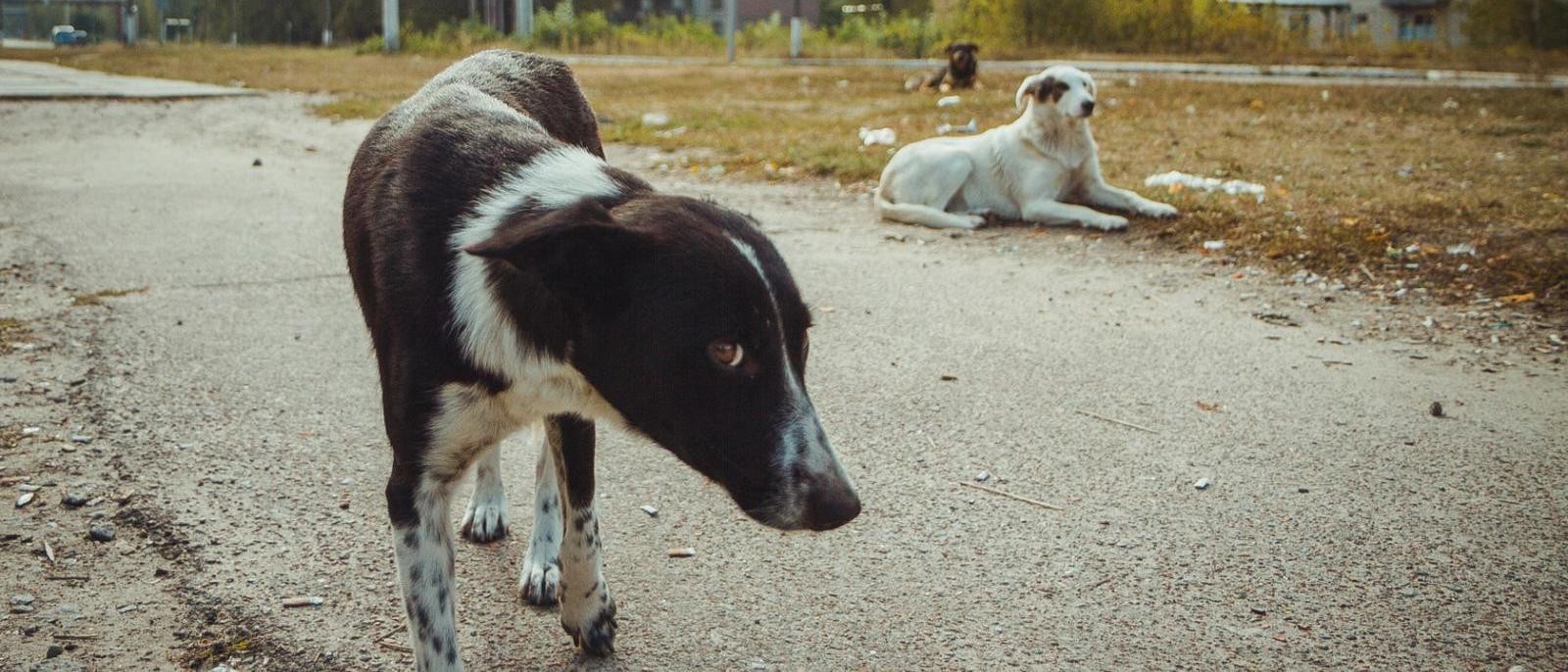 What ‘Chornobyl Dogs’ Can Tell Us About Survival in Contaminated Environments
