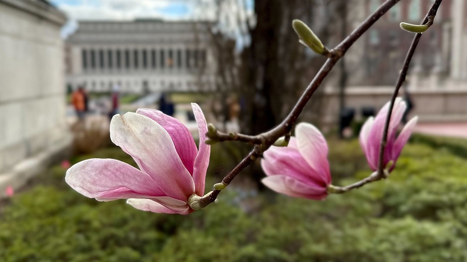 Magna Magnolia