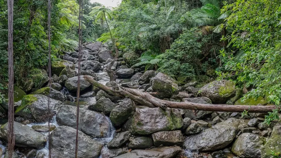 Tropical Trees Show Unexpected Capacity to Adapt to Drought