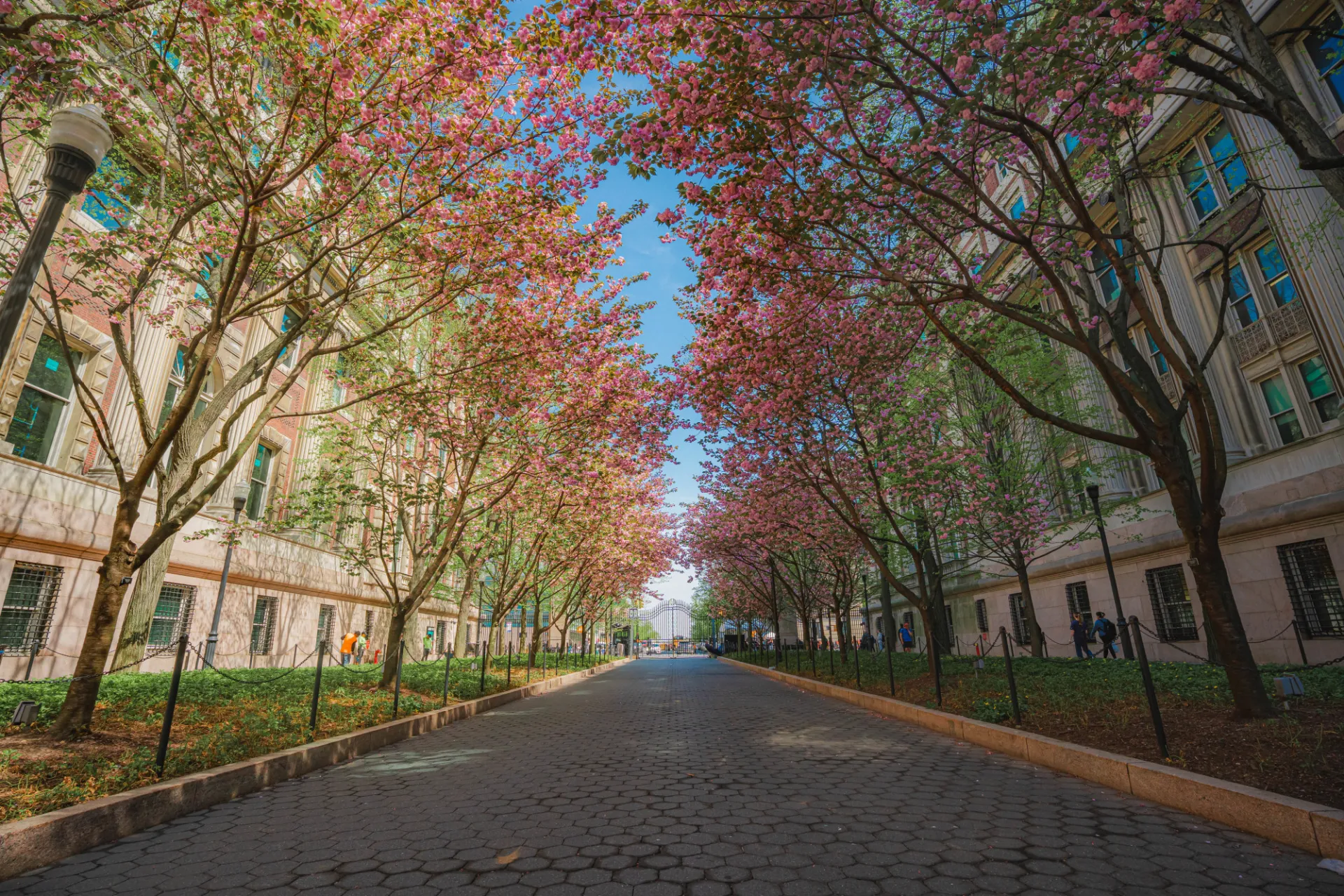 Fall folliage on college walk