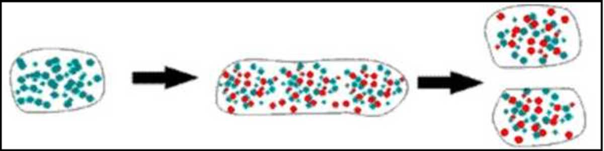 Intro Bio Columbia University 2008-2009