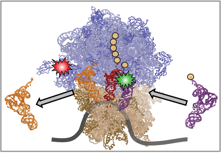 A ribosome.