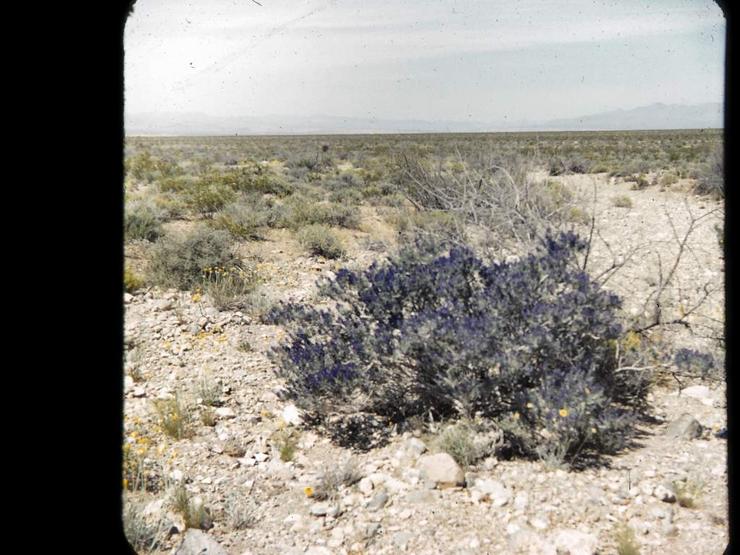 11 Valley of Fire and Phoenix 1951 Photo #3