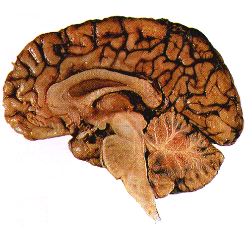 Gross Anatomy