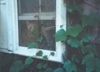 Sullivan cats