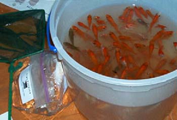 goldfish_filipino_club