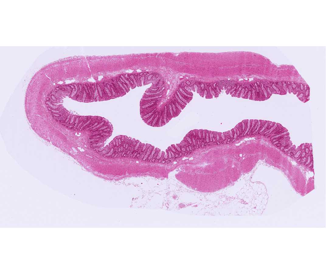 Histology laboratory manual