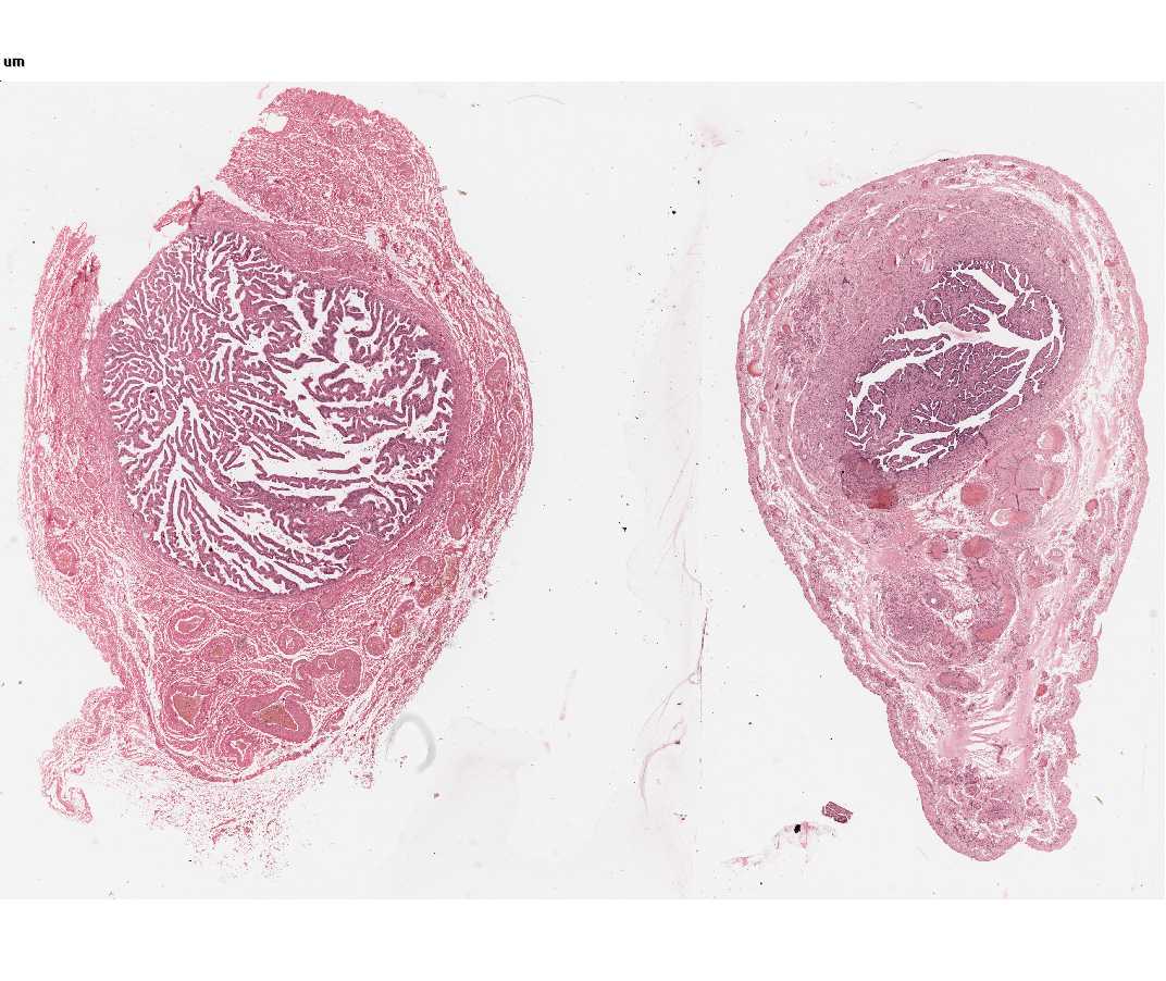 Histology laboratory manual