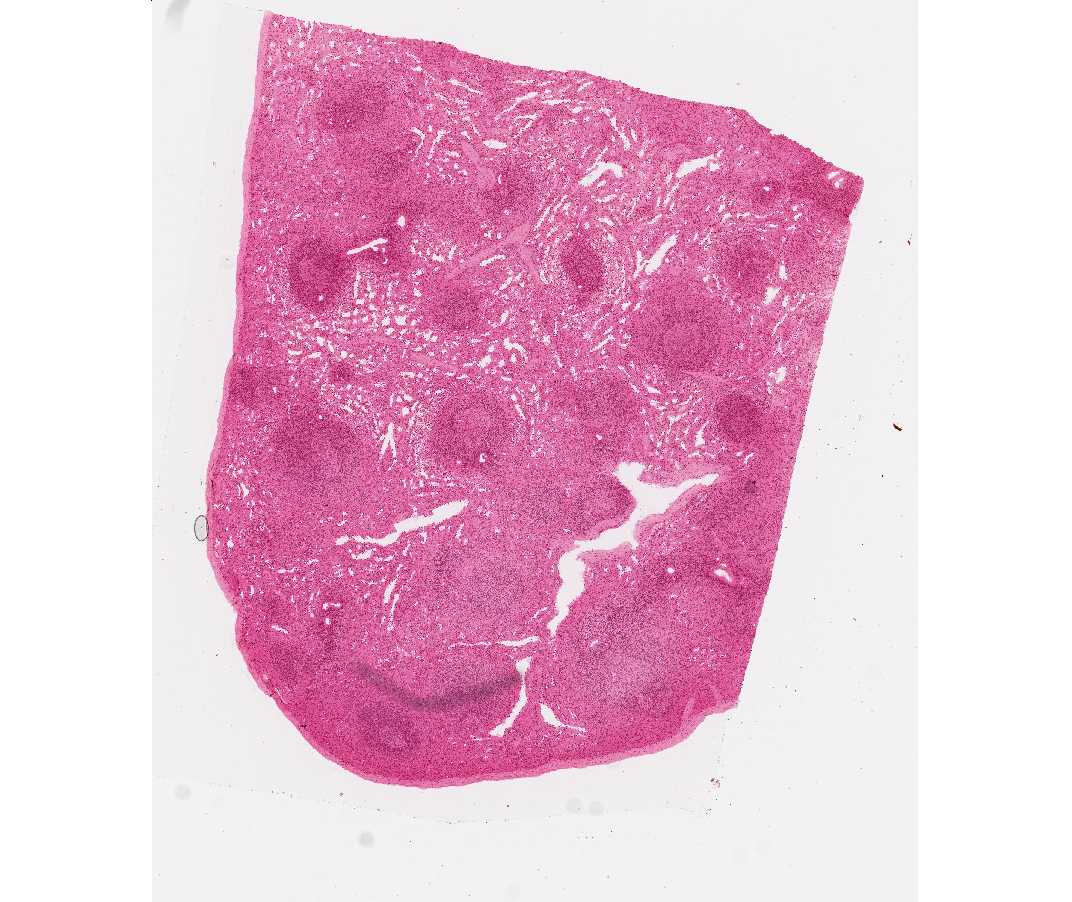 Histology laboratory manual