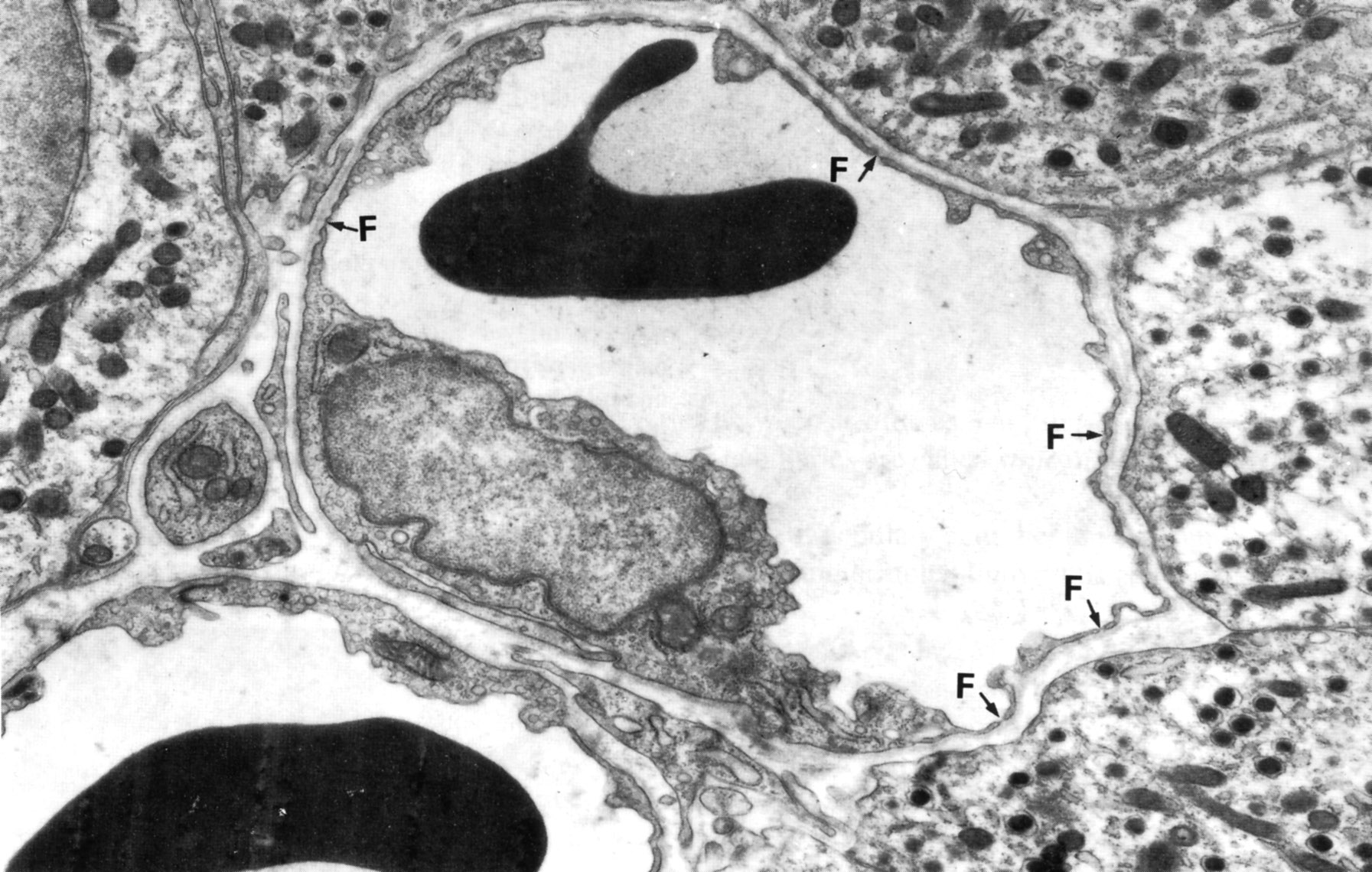 Histology laboratory manual