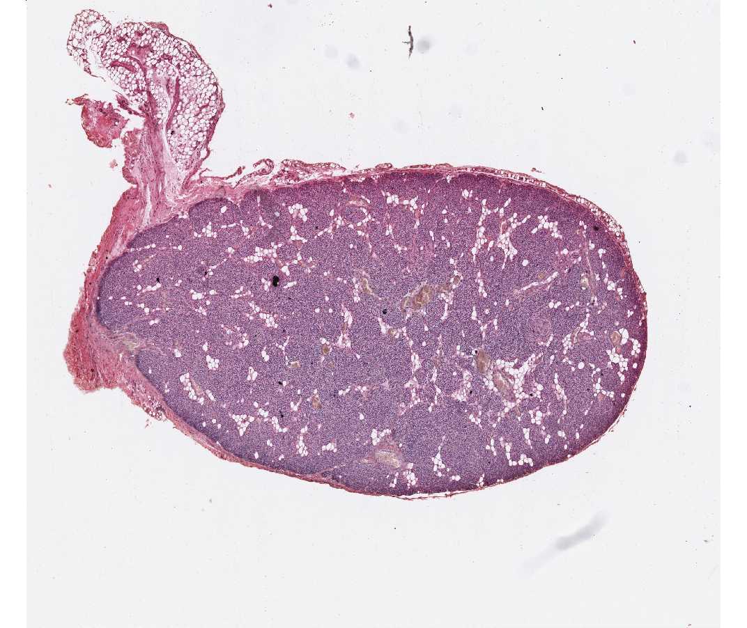 Histology laboratory manual