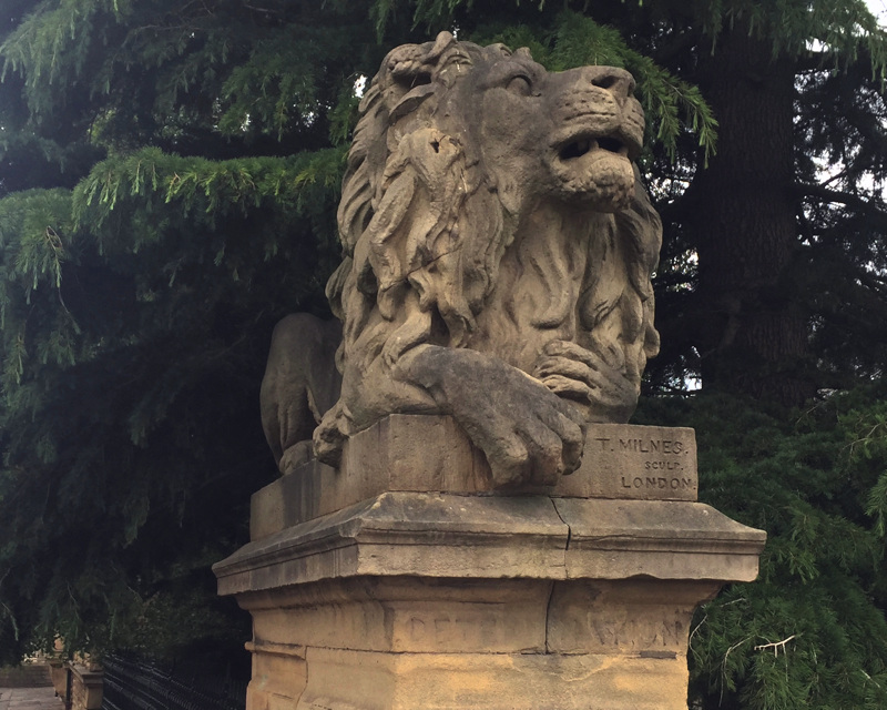 Lion