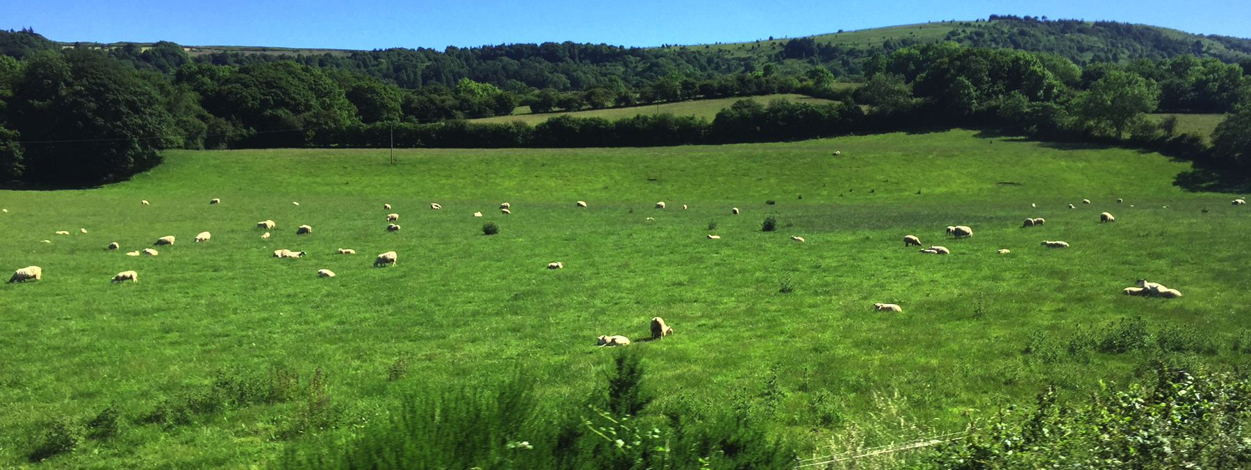 Sheep