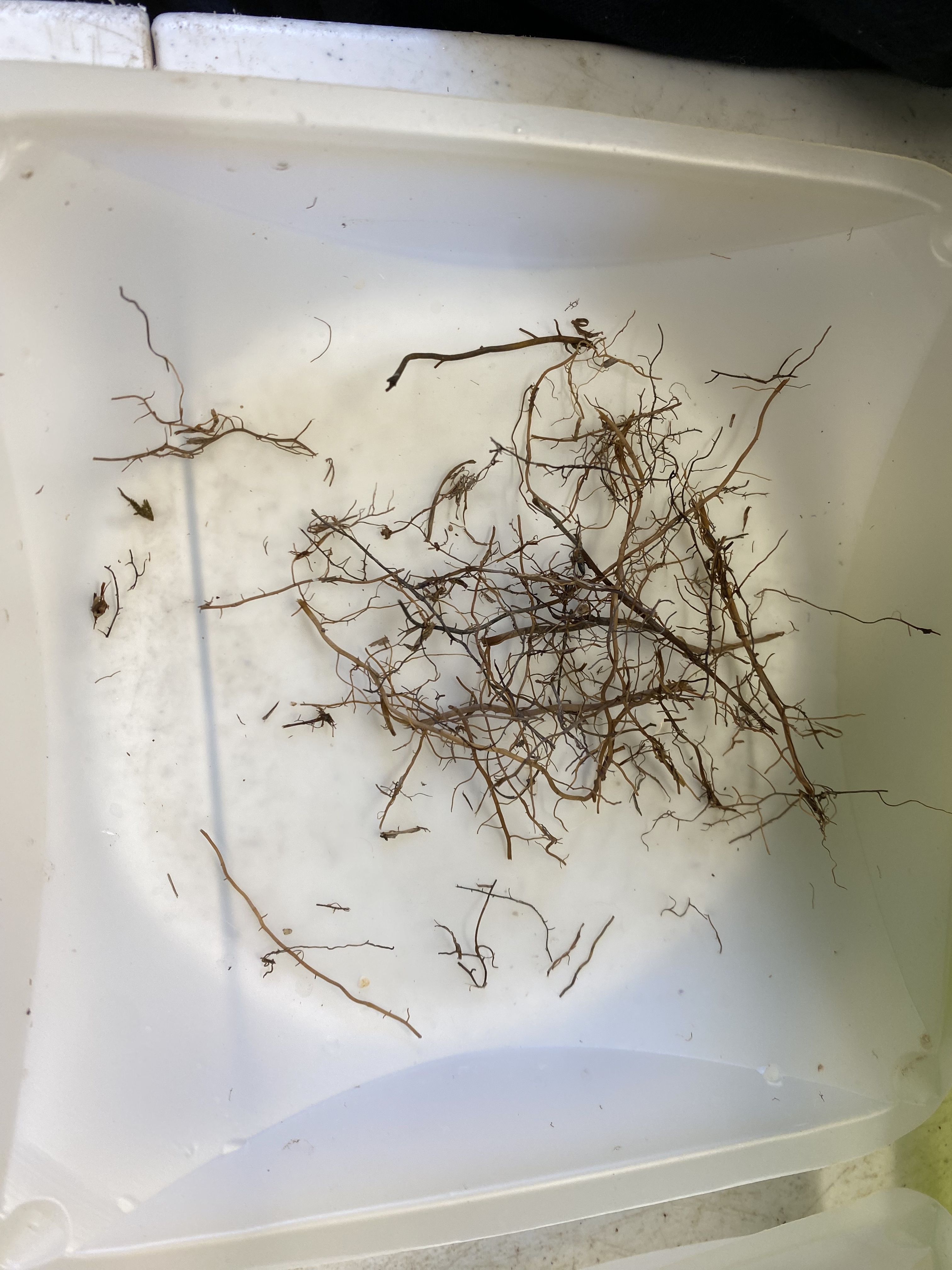 Roots
