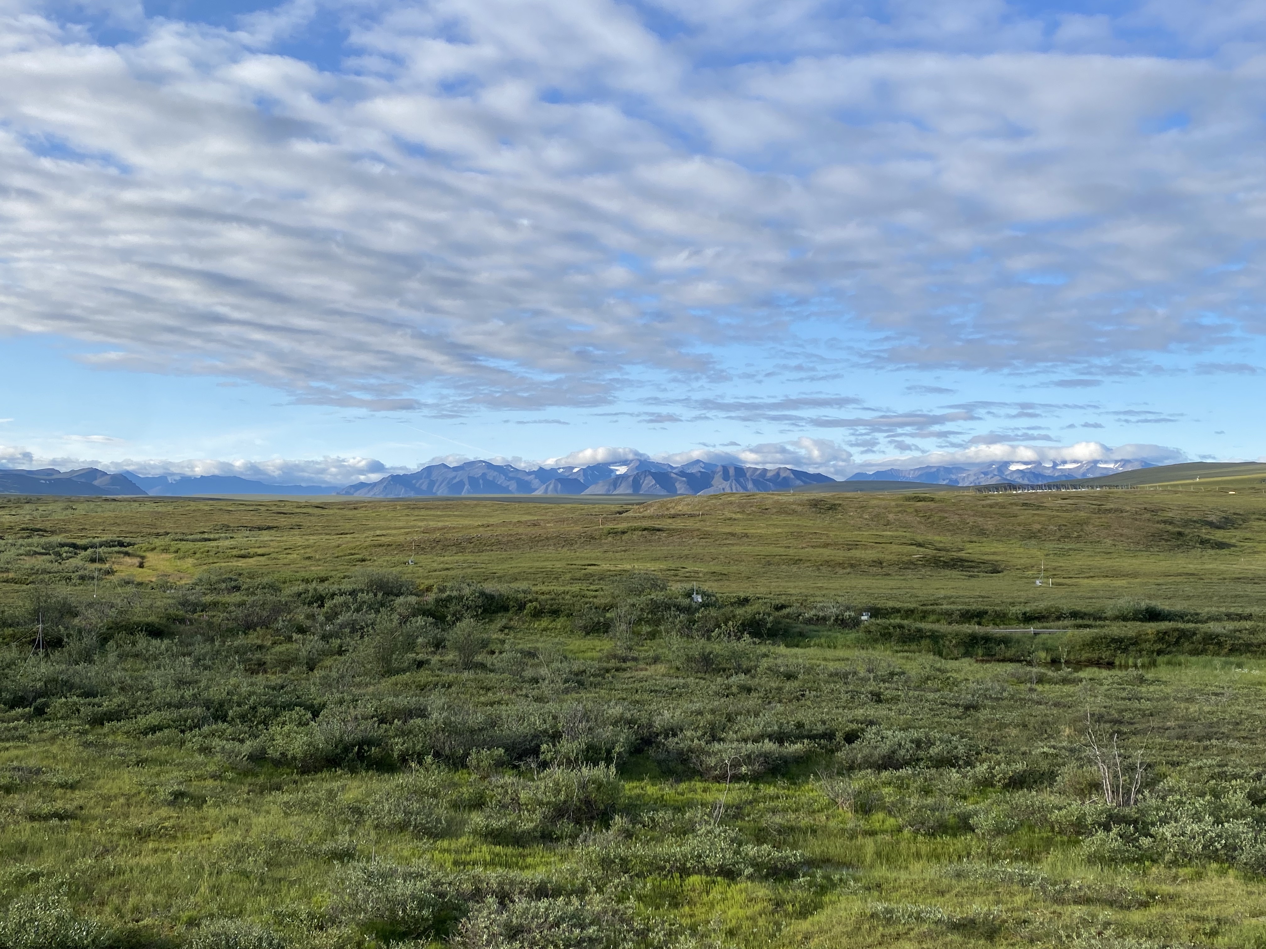 Tundra in the sundra