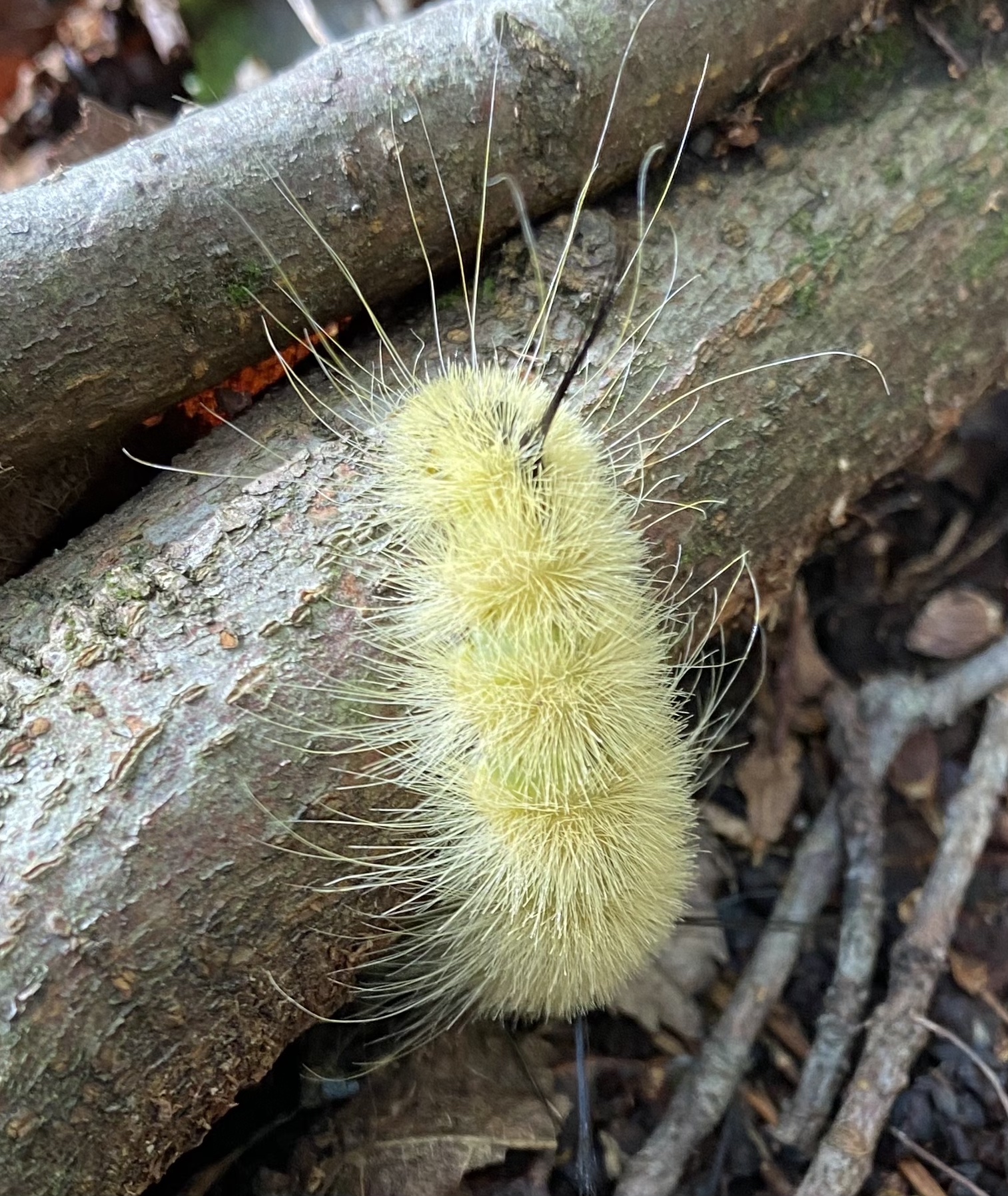 BRF wildlife