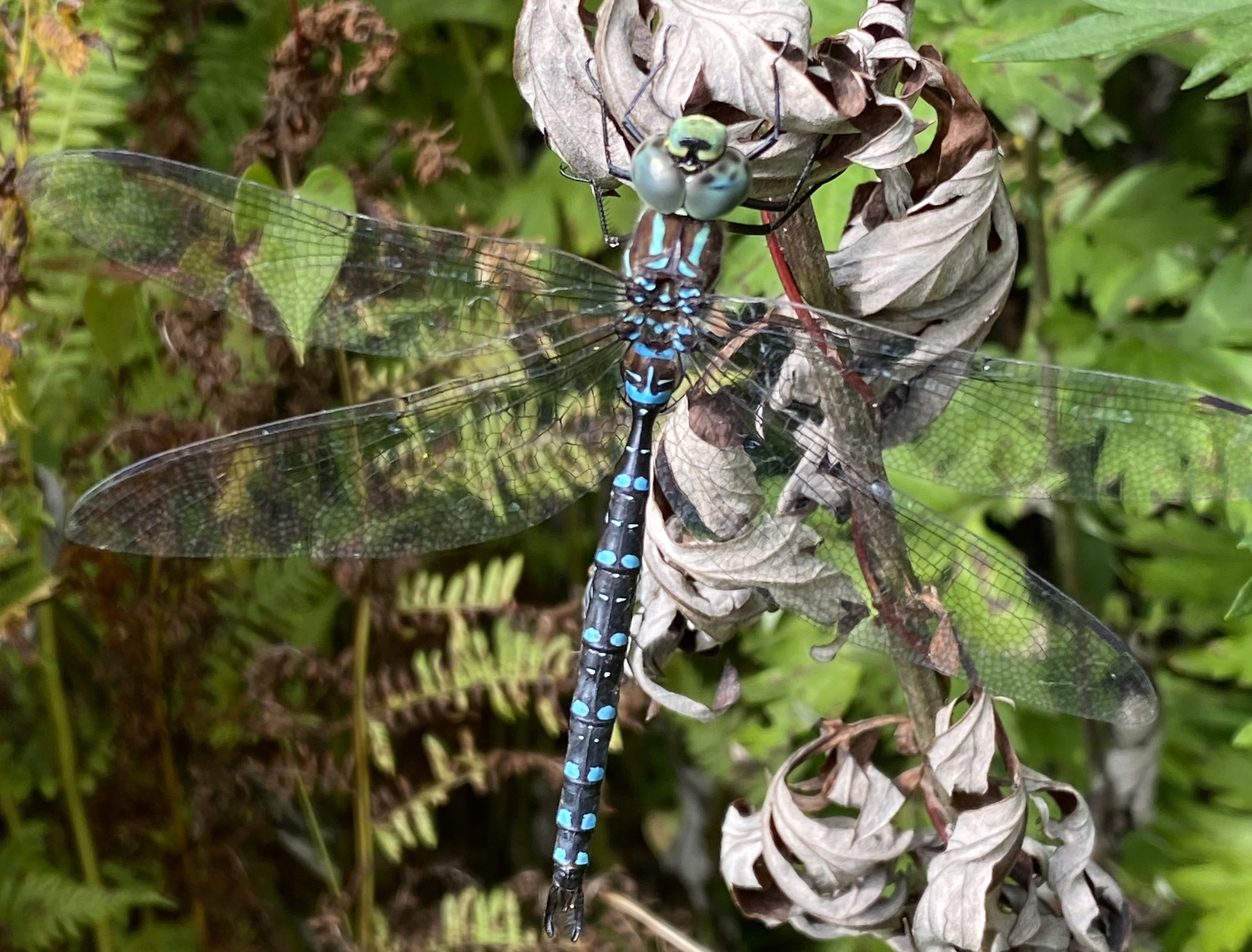 BRF wildlife